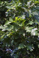 Quercus velutina Lam. resmi