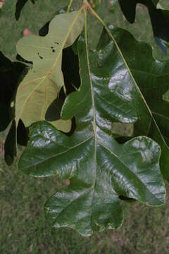 Image de Quercus stellata Wangenh.