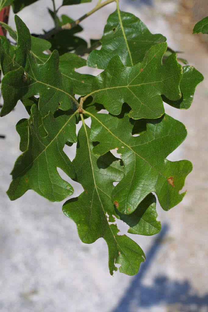 Image of Iron Oak