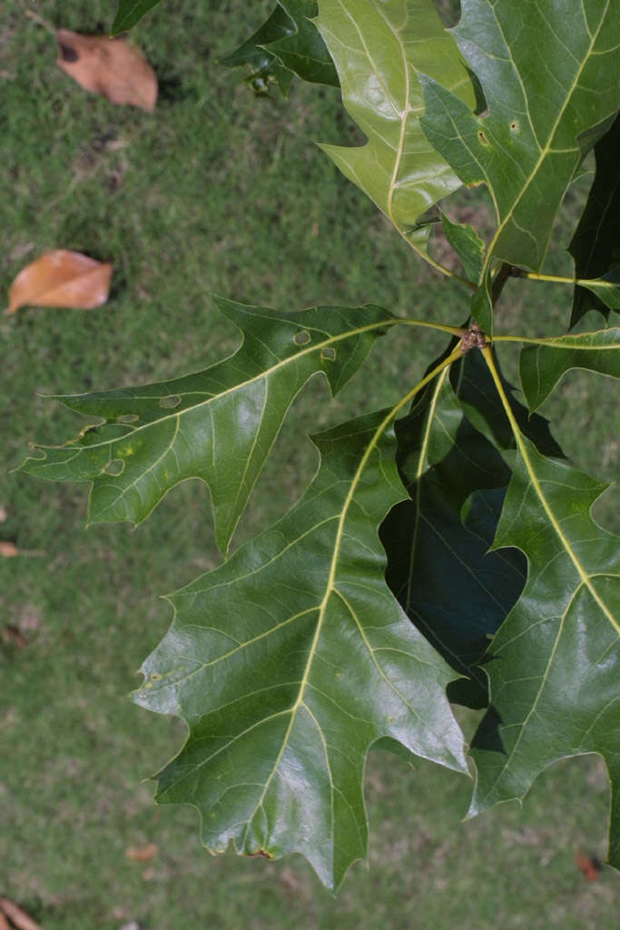 Quercus velutina Lam. resmi