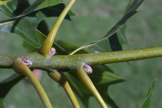 Quercus velutina Lam. resmi