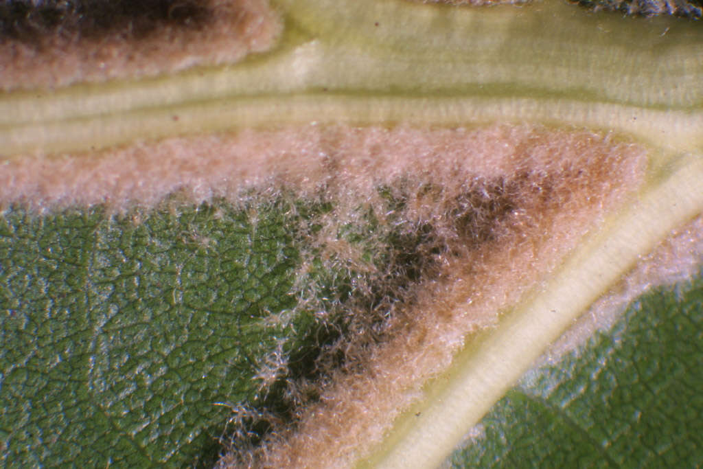 Quercus velutina Lam. resmi