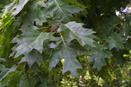 Image of Northern Red Oak