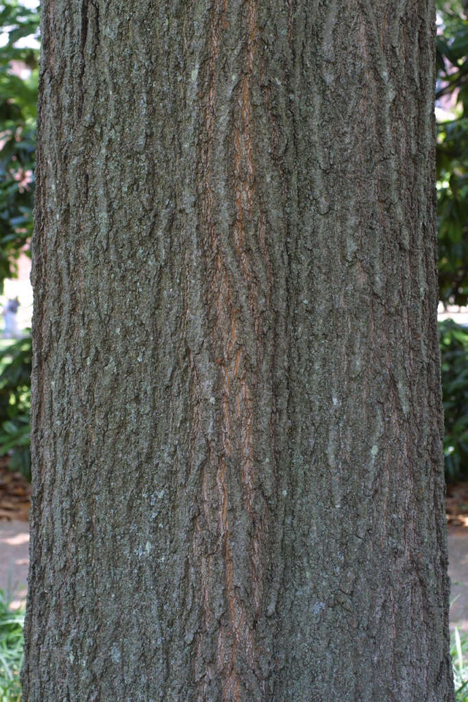 Image of Northern Red Oak