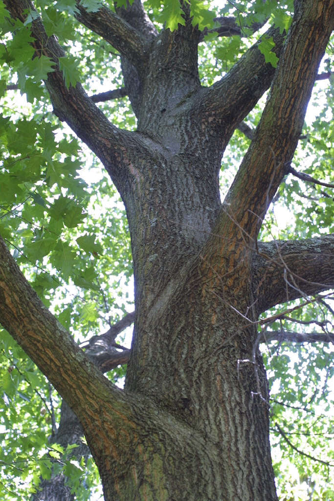 Image of Northern Red Oak