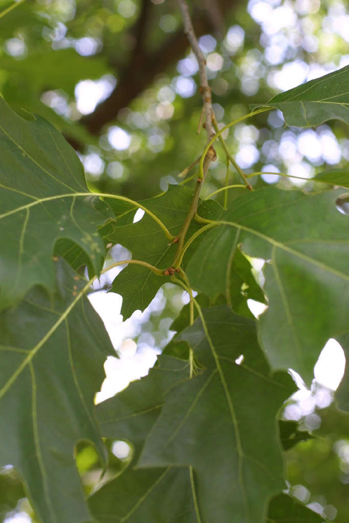 Image of Northern Red Oak