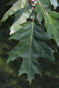 Image of Northern Red Oak