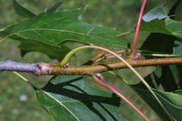 Image of Northern Red Oak