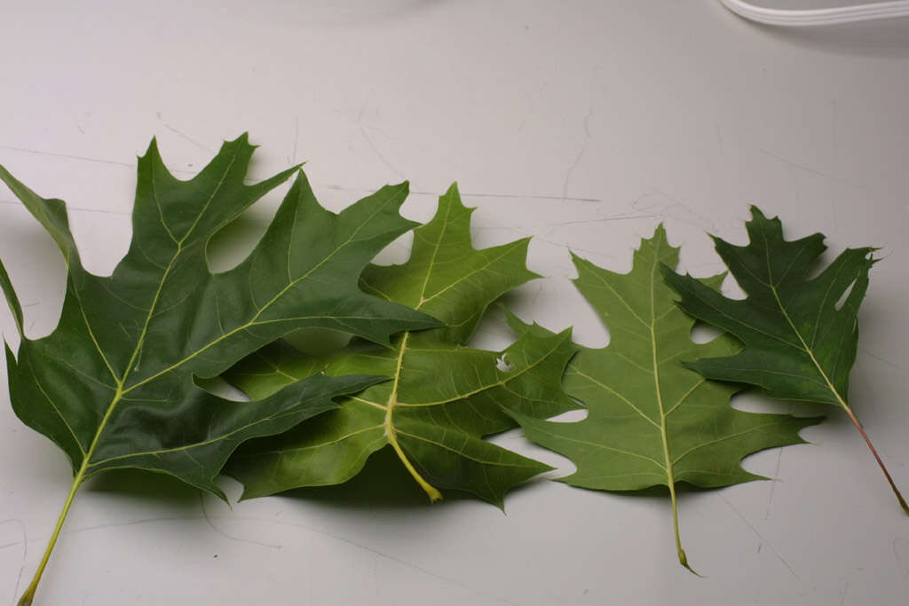 Quercus velutina Lam. resmi