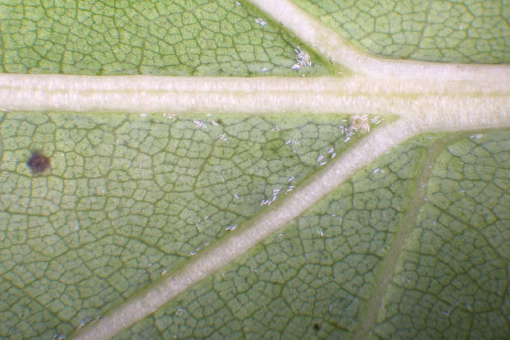 Image of Northern Red Oak