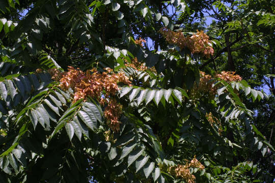 Image de Ailanthus