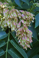 Image of ailanthus