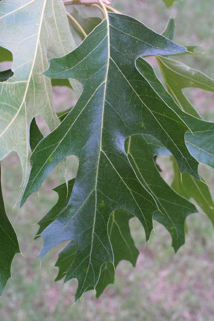 Quercus velutina Lam. resmi