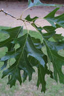 Quercus velutina Lam. resmi