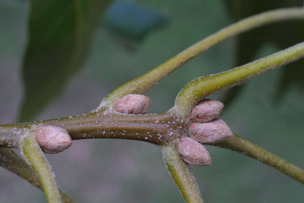 Quercus velutina Lam. resmi