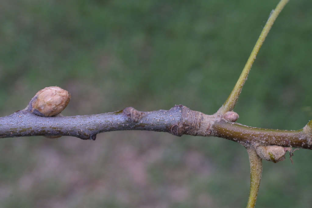 Quercus velutina Lam. resmi