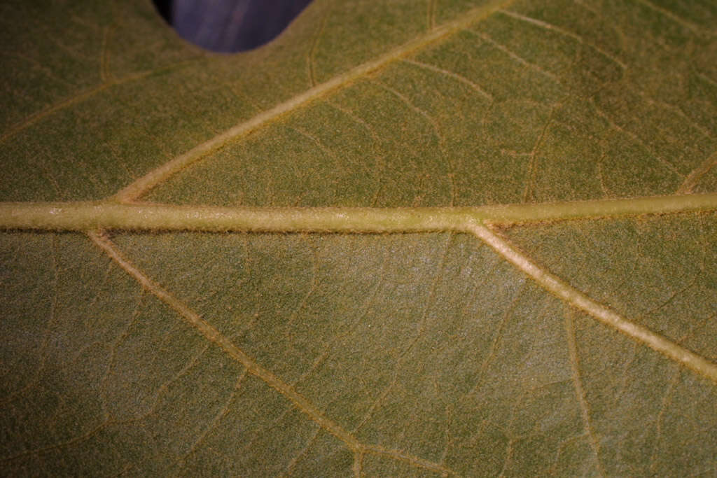 Quercus velutina Lam. resmi