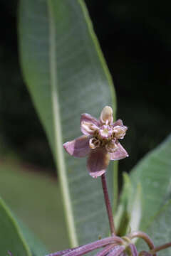 Image of milkweed