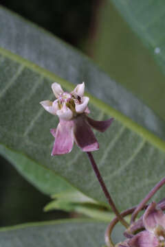 Image of milkweed