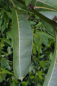 Image of milkweed