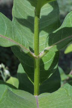 Image of milkweed