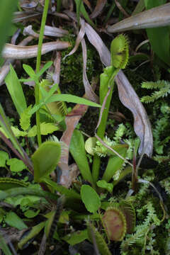 Image of Dionaea