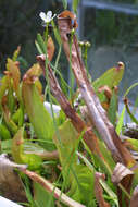 Image of Dionaea