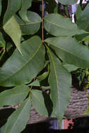 Image of Red Hickory