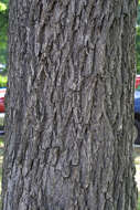 Image of Red Hickory