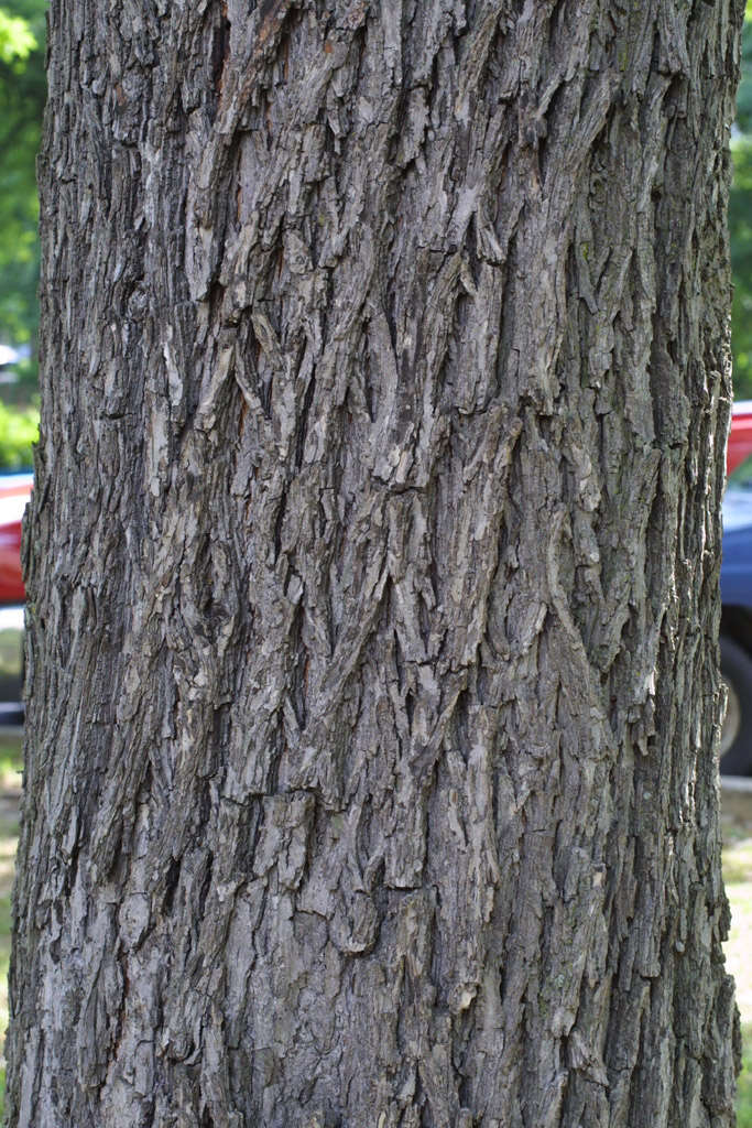 Image of Red Hickory