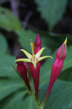 Plancia ëd Spigelia