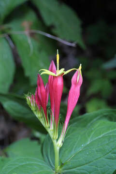 Plancia ëd Spigelia