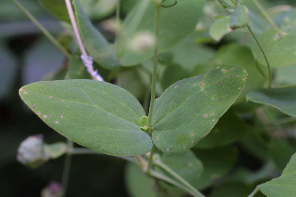 Sivun Clematis viorna L. kuva