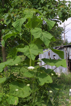 Image of paulownia