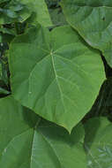 Image of Paulowniaceae