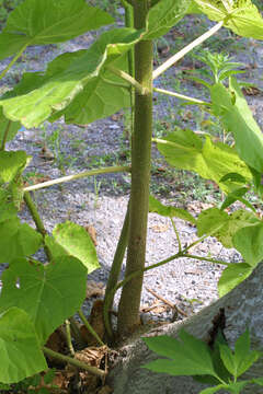 Image of paulownia