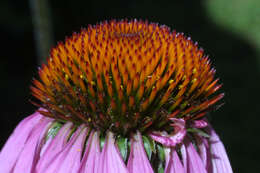 Image of purple coneflower