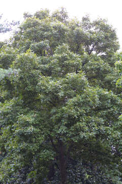 Image of mockernut hickory