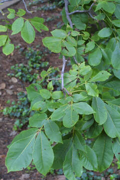 Image of mockernut hickory