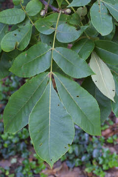 Image of mockernut hickory