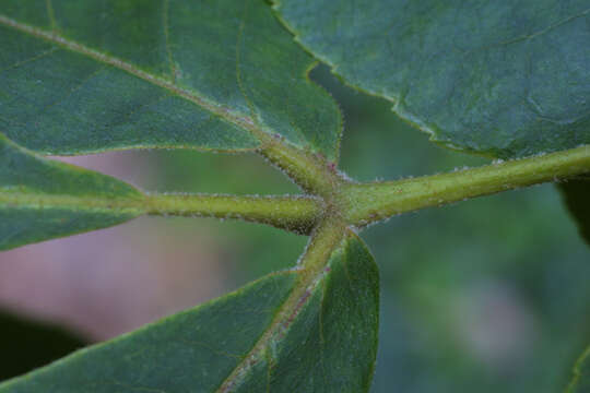 Image of mockernut hickory