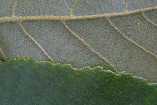 Image of mockernut hickory