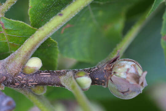 Image of mockernut hickory