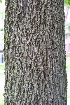 Image of mockernut hickory