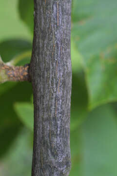 Image of mockernut hickory