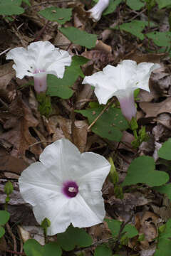 Слика од Ipomoea pandurata (L.) G. F. W. Mey.