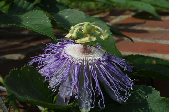 Plancia ëd Passiflora incarnata L.