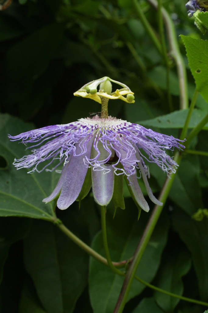 Plancia ëd Passiflora incarnata L.