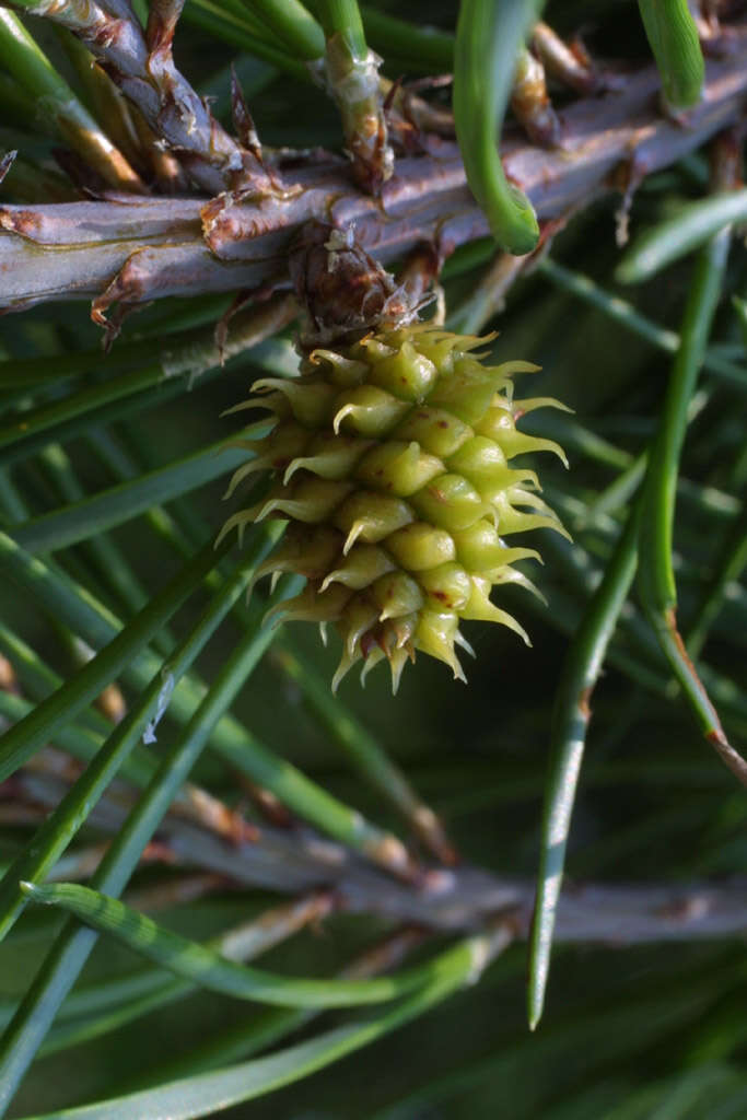 Plancia ëd Pinus virginiana Mill.