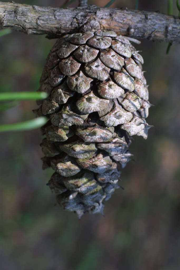 Plancia ëd Pinus virginiana Mill.